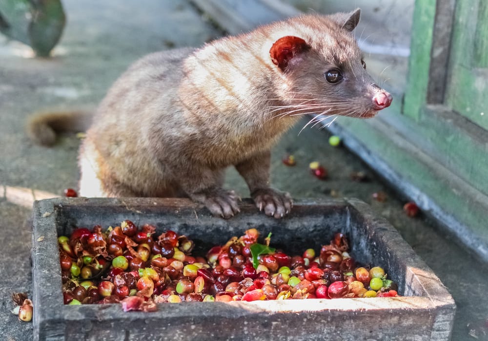 Kopi-Luwak-civet-coffee-beans.jpg
