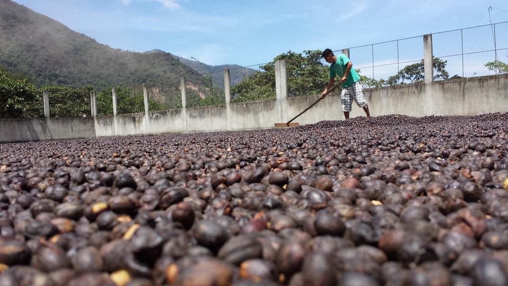 A person using a shovel to pick coffee beans
AI-generated content may be incorrect.