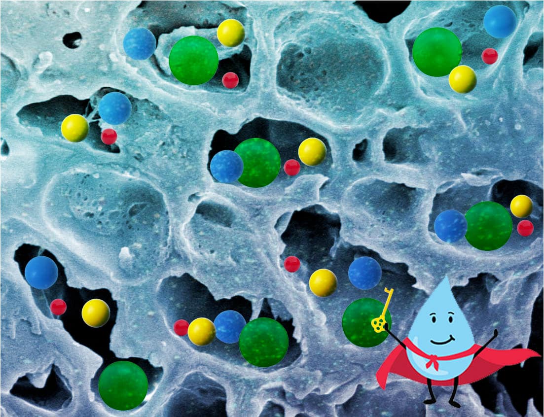 Visualization of water freeing coffee compounds from cells through extraction