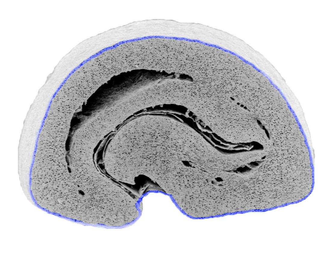 Microscopic cross section of coffee bean with water reaching only the outer layer of cells