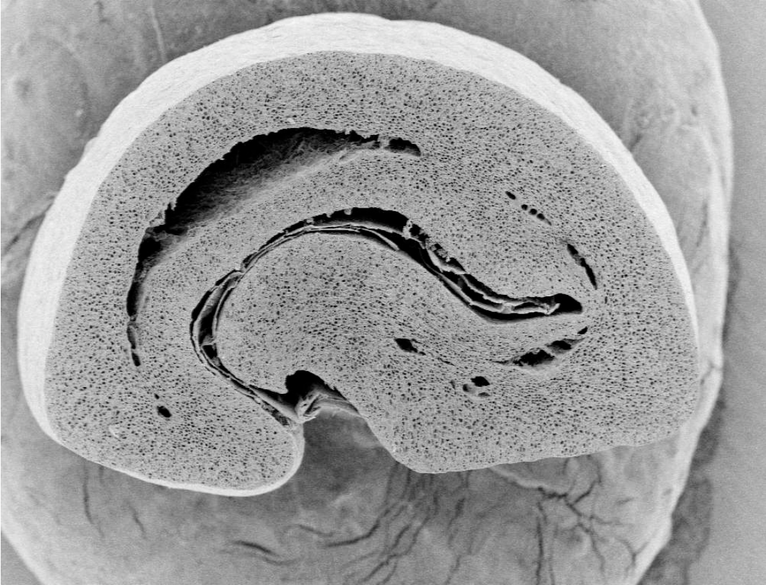 Microscopic cross section view of a coffee bean