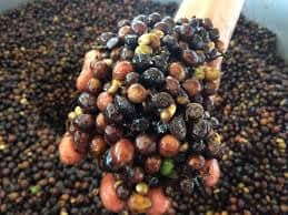 A hand holding a pile of black and brown round objects
AI-generated content may be incorrect.