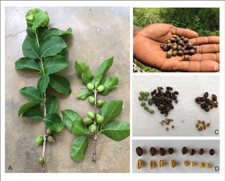 Coffea-zanguebariae-A-Shoots-of-a-cultivated-plant-with-immature-fruits-left.png