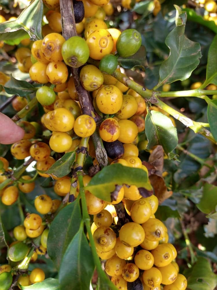 A close up of a plant
AI-generated content may be incorrect.